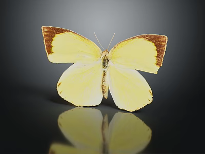 Vibrant Yellow Butterfly With Brown Edged Wings On Dark Background And Reflection 3d model
