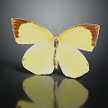 Vibrant Yellow Butterfly With Brown Edged Wings On Dark Background And Reflection