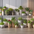 Various Types Of Modern Minimalist Potted Bonsai Plants In Different Planters On Shelves And Floor