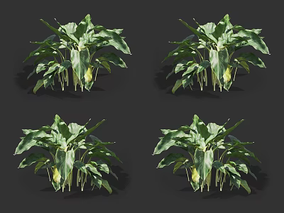 Green Plants With Large Green Leaves And Yellow Flower Buds Four Potted Views 3d model