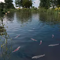 Red and gray fish swimming in pond with reeds trees and rippling water