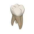 Dental Medical Device Tooth Model For Professional Training And Education