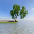 Willow Tree With Drooping Green Branches By Calm Water Under Blue Sky And White Clouds