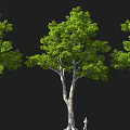 Three Tall Trees With Lush Green Leaves Thick Trunks And Person For Scale