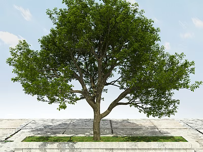 Lush Green Arbor With Strong Trunk Growing On Stone Pavement Under Blue Sky 3d model