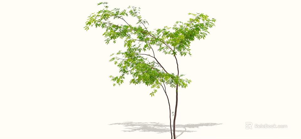 Lush Green Arbor With Dense Foliage And Slender Branches Casting Shadow 3d model