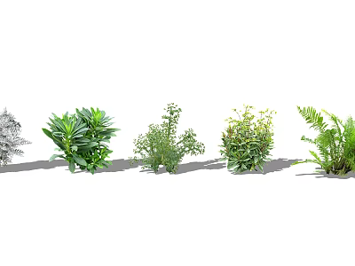 Various Groundcover Plant Species with Lush Green Foliage for Garden Landscaping 3d model