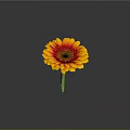 Vibrant Gerbera Flower With Yellow Red Petals And Dark Center On Green Stem