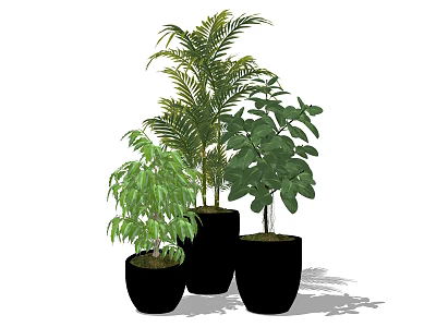Indoor Potted Plants In Black Pots With Lush Leaves And Various Sizes 3d model