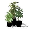 Indoor Potted Plants In Black Pots With Lush Leaves And Various Sizes