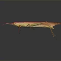 Vibrant Pink and Yellow Long-Beaked Insect on Dark Background with Reflection