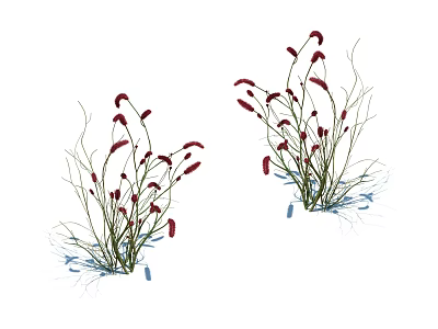 Vibrant Red Flowering Plants With Slender Stems And Green Leaves 3d model