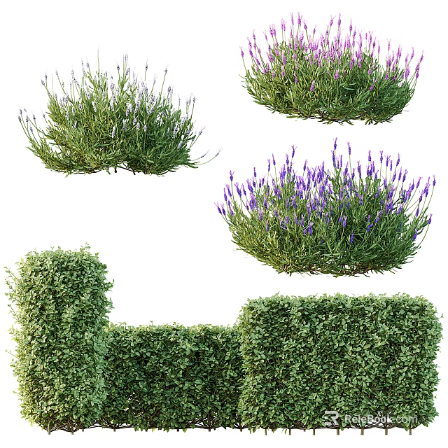 Blooming Lavender And Trimmed Green Hedge Shrubs For Garden Landscaping 3d model 