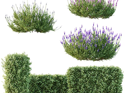 Blooming Lavender And Trimmed Green Hedge Shrubs For Garden Landscaping 3d model