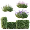 Blooming Lavender And Trimmed Green Hedge Shrubs For Garden Landscaping