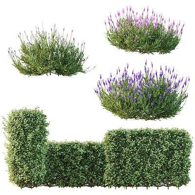 Blooming Lavender And Trimmed Green Hedge Shrubs For Garden Landscaping 3d model