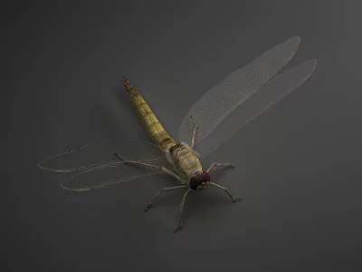 Slender Yellow and Brown Dragonfly with Transparent Wings on Gray Background 3d model