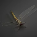 modern dragonfly 3d model