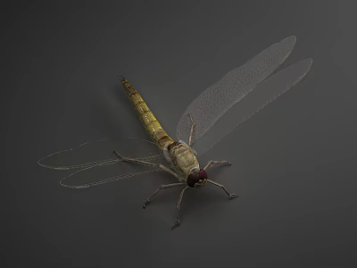 Slender Yellow and Brown Dragonfly with Transparent Wings on Gray Background 3d model