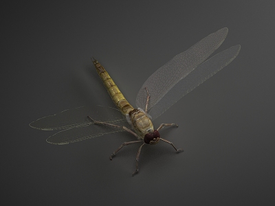 modern dragonfly 3d model