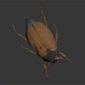 Brown Beetle With Hard Shell Long Legs And Antennae On Black Reflective Background 3d model
