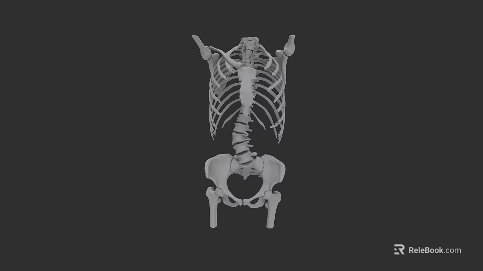 Chest Organs 3D Skeletal Model Showing Rib Cage And Spine Structure 3d model 