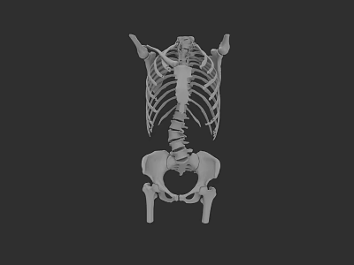 Chest Organs 3D Skeletal Model Showing Rib Cage And Spine Structure 3d model