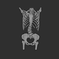Chest Organs 3D Skeletal Model Showing Rib Cage And Spine Structure