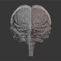 Transparent Brain Sculpture With Hair Like Textured Surface And Glass Display Base