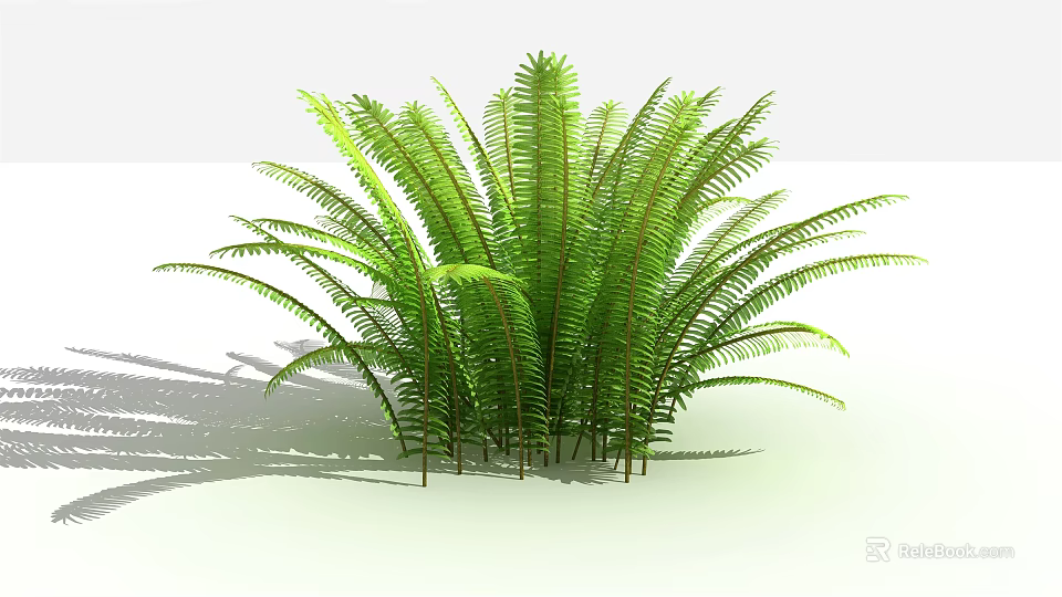 Lush Green Fern Plant with Feathery Fronds for Indoor Home Decoration 3d model 