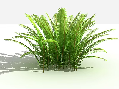 Lush Green Fern Plant with Feathery Fronds for Indoor Home Decoration 3d model
