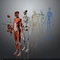 3D Human Organ System Models Displaying Muscles Skeleton Nerves And Circulatory Structures 3d model