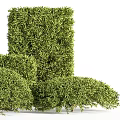 Lush Green Outdoor Bushes With Trimmed Shaped Foliage And Garden Design