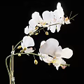 Elegant Garden Ornament With White Orchids Green Leaves In White Pot Against Black Background