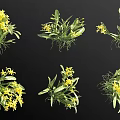 Multiple Views of Yellow Flowers with Green Leaves and Visible Roots on Black Background