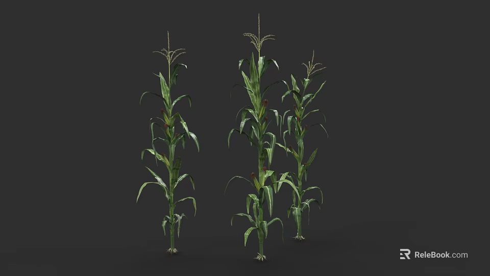Healthy Corn Plants With Green Leaves And Tall Stalks In Agricultural Field 3d model 