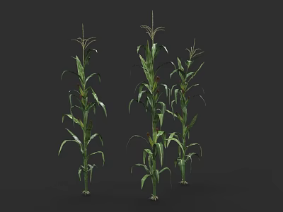 Healthy Corn Plants With Green Leaves And Tall Stalks In Agricultural Field 3d model
