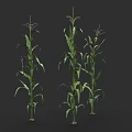 Healthy Corn Plants With Green Leaves And Tall Stalks In Agricultural Field