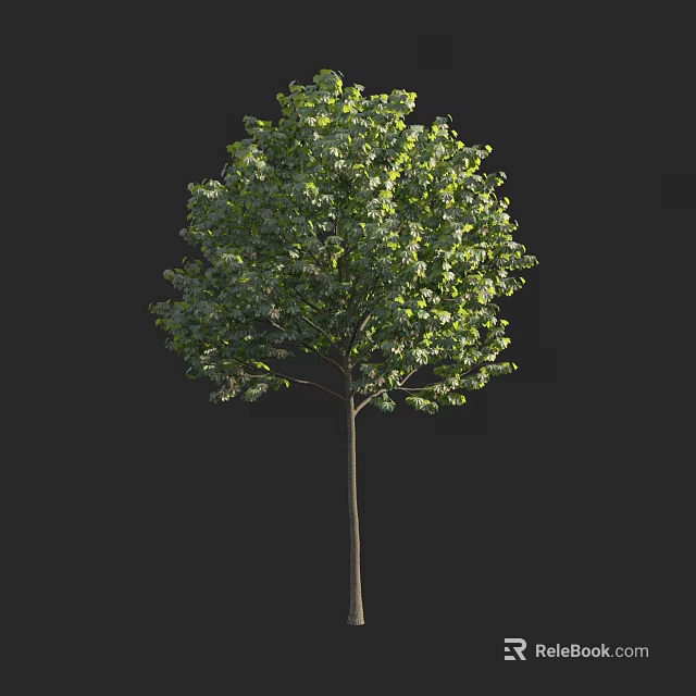 Lush Green Leafy Tree With Straight Trunk Isolated On Dark Background 3d model
