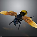 Blue and yellow wasp with orange translucent wings detailed close up view on dark background