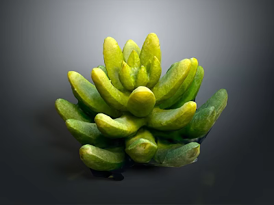 Succulent Plant With Green Yellow Plump Cluster Leaves On Dark Background 3d model