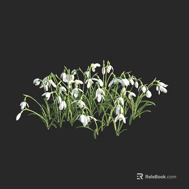 White Snowdrop Flowers With Green Stems And Leaves Clustered Against Black Background 3d model 