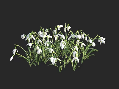 White Snowdrop Flowers With Green Stems And Leaves Clustered Against Black Background 3d model