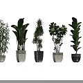 Variety of Bonsai Potted Plants With Green Leaves Yellow Flowers And Ornate Pots
