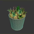 Decorative Wicker Basket Filled With Fresh Green Top Pineapples For Home