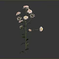 Beautiful Plant With Pink And White Flowers Green Stems Leaves On Dark Background