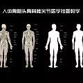 Detailed Medical Teaching Human Skeleton Wall Chart With Bones Skull Spine Joints