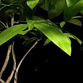 leaves and branches 3d model
