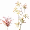 Vibrant Red Pink and Yellow Green Shrub Leaves on Light Background