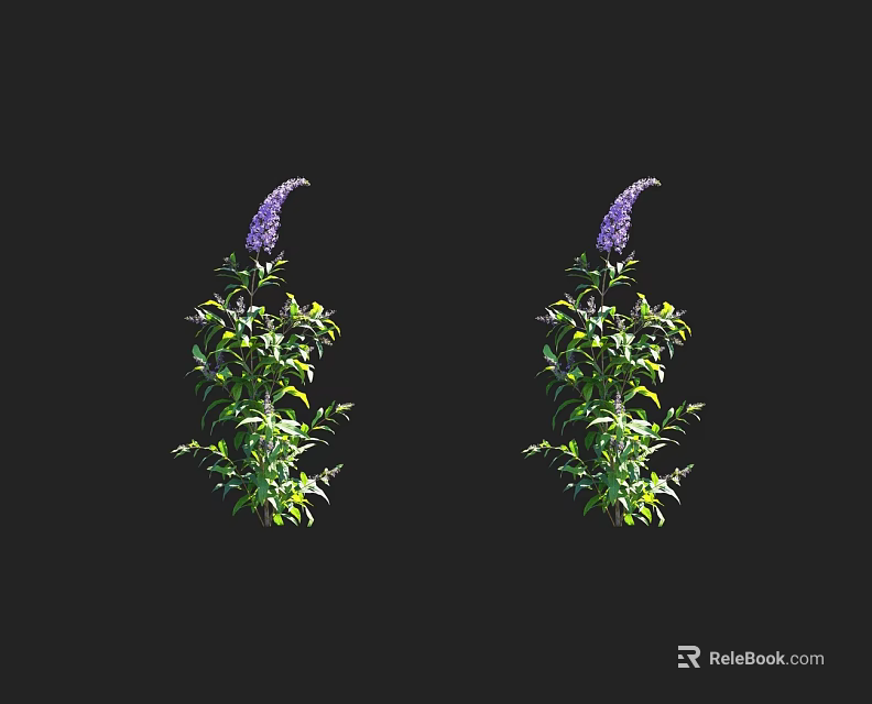 Vibrant Green Leaf Shrubs With Purple Flower Spikes On Dark Background 3d model 